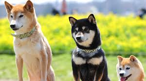 私の写真（仮）